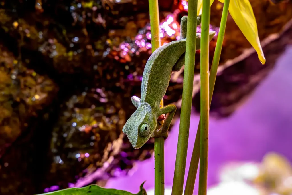 Sudwala Experience - Sudwala Caves